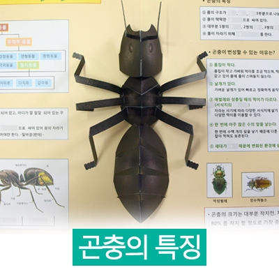 과학 곤충 친구들 (곤충의 특징) DIY 팝업북-칭찬나라큰나라
