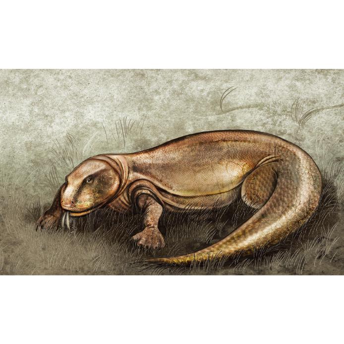 공룡(코도모도마뱀)현수막-001-칭찬나라큰나라