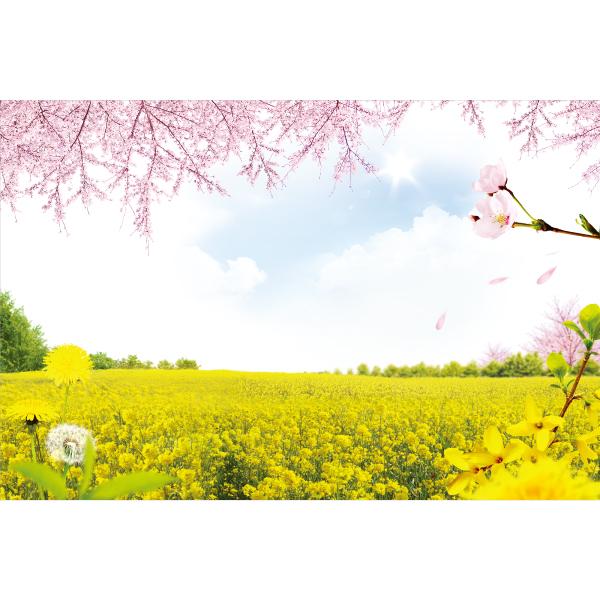 봄배경현수막 벚꽃 진달래 유채꽃 478-칭찬나라큰나라