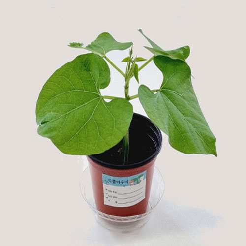 [칭찬] 식물 새싹 키우기 5종세트(무순/보리/브로콜리/콩나물/강낭콩)-식물관찰키트