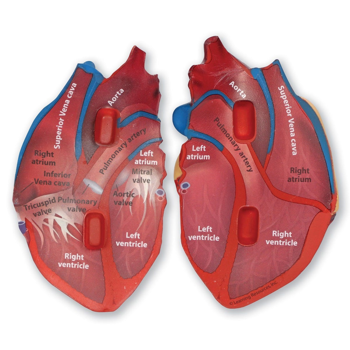 인체교구, 러닝리소스[EDU 1902] 인체 심장 단면 모형 Cross-Section Human Heart Model-칭찬나라큰나라
