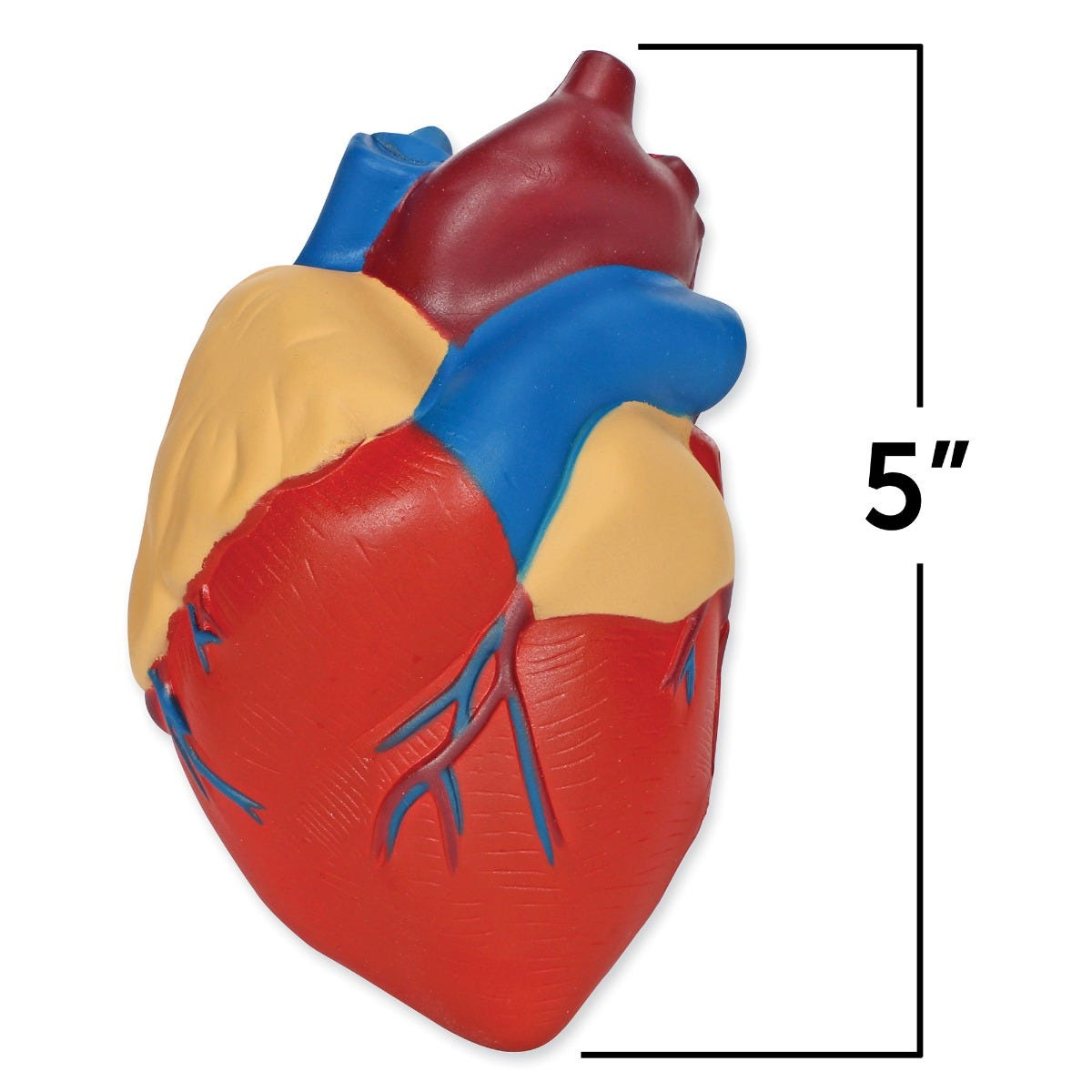 인체교구, 러닝리소스[EDU 1902] 인체 심장 단면 모형 Cross-Section Human Heart Model-칭찬나라큰나라