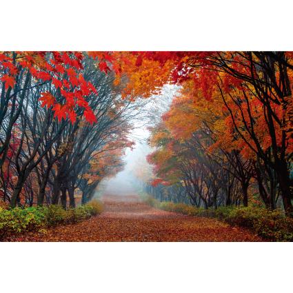 가을배경현수막(단풍나무)-268-칭찬나라큰나라