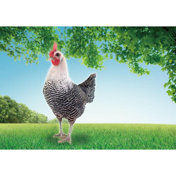 동물현수막(닭)-122-칭찬나라큰나라