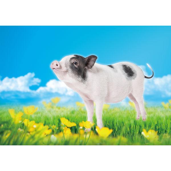 동물현수막(돼지)-128-칭찬나라큰나라