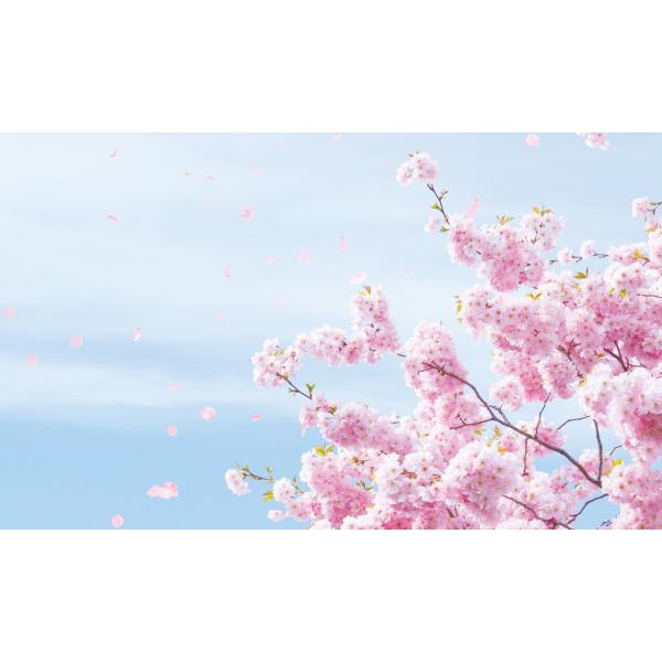 봄배경현수막 벚꽃 384-칭찬나라큰나라