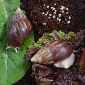 [자연관찰] 달팽이 키우기