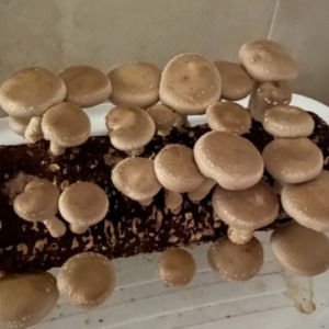 집에서 버섯키우기 표고버섯 재배 키트 세트 배지 베지-칭찬나라큰나라